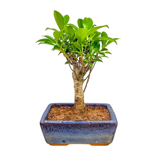 Ficus 27cm