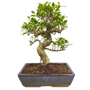 Peaceful Ficus 44cm