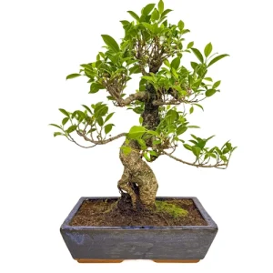 Special Ficus 48cm
