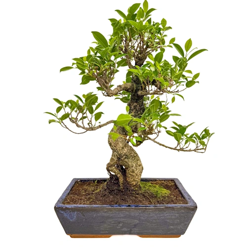 Special Ficus 48cm
