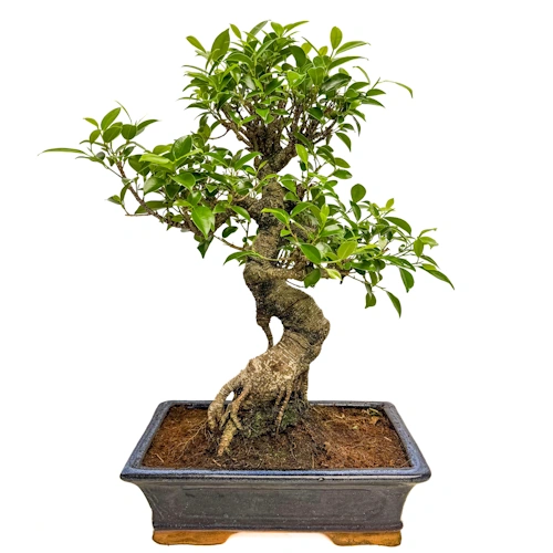 Premium Ficus 50cm