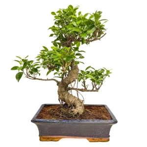 Precious Ficus 47cm