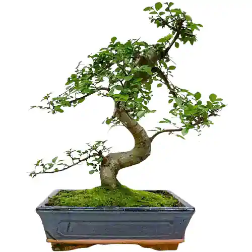 Bonsai Price Guide: How Much Do Bonsai Trees Cost for Beginners? - Miyagi  Bonsai