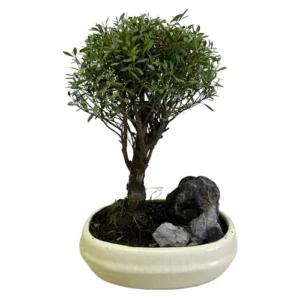 Artistic Chinese Myrtle 32cm