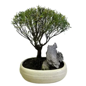 Attractive Chinese Myrtle 32cm