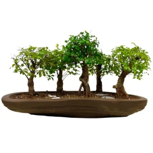 Pruned Chinese Elm 29cm