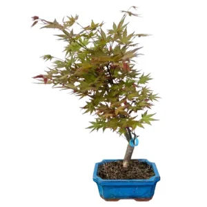 Curved Japanese Red Maple 43cm