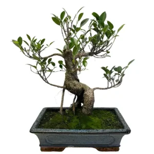 Decorative Ficus 45cm