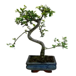 Exotic Chinese Elm 33cm