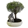 Exotic Chinese Myrtle 30cm