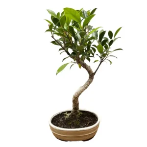 Ficus Inc Tray 40cm