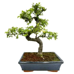 Glorious Chinese Elm 41cm