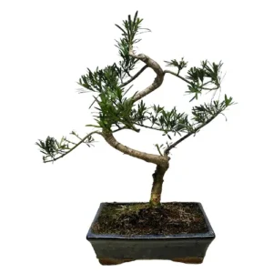 Lovely Buddhist Pine 48cm