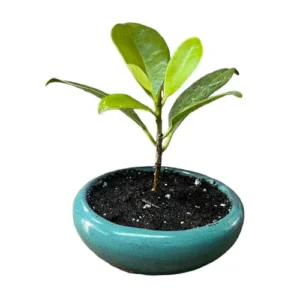 Miniature Ficus 13cm