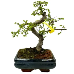 Nature's Finest Chinese Elm 27cm