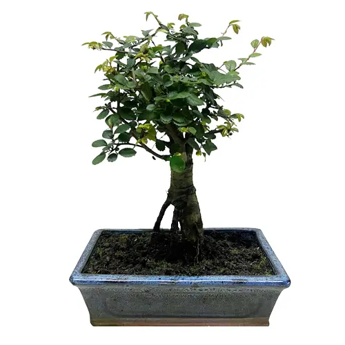 Peaceful Chinese Elm 32cm