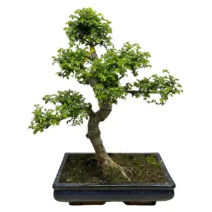 Perfect Chinese Elm 59cm