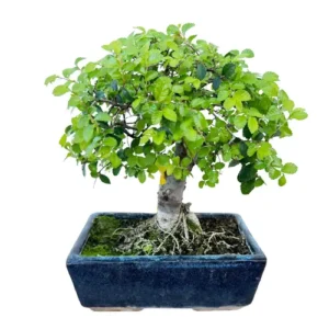 Perfect Chinese Elm 28cm
