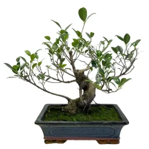 Premium Ficus 42cm