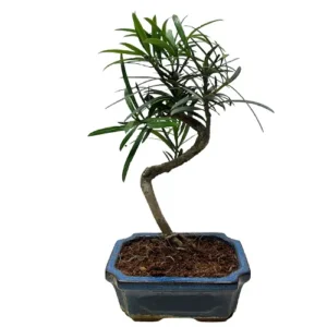 Small Buddhist Pine 32cm