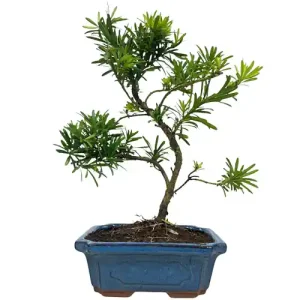 Special Buddhist Pine 38cm