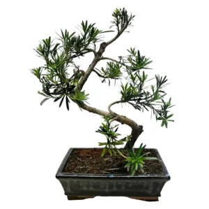 Special Buddhist Pine 44cm