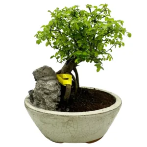 Special Chinese Elm 24cm