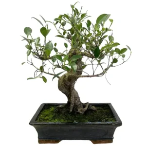 Special Ficus 46cm