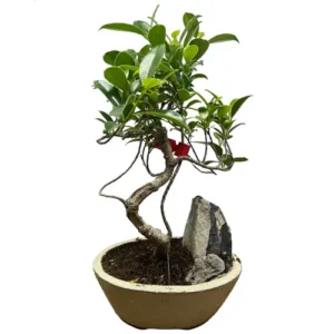 Special Ficus 37cm