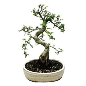 Strong Chinese Elm 40cm