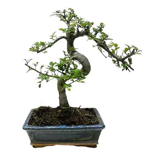 Styled Chinese Elm 39cm