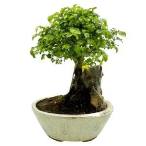 Styled Chinese Elm 27cm