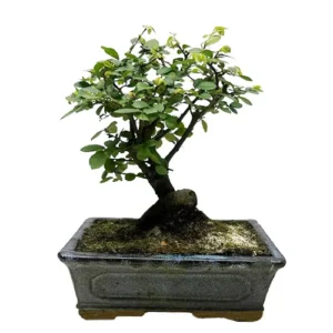 Therapeutic Chinese Elm 30cm