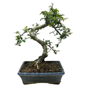 Traditional Chinese Elm 39cm