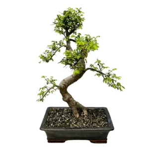 Traditional Chinese Elm 53cm