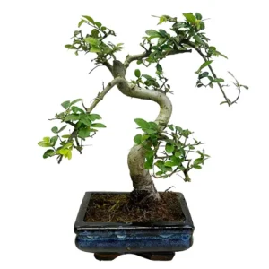 Widely Popular Chinese Elm 30cm