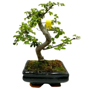 Widely Popular Chinese Elm 29cm