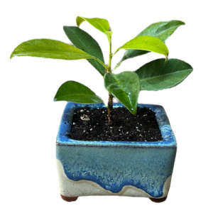 Young Ficus 13cm