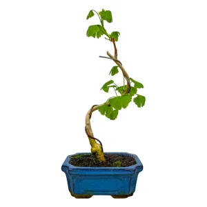 Herbal Ginkgo Biloba 37cm