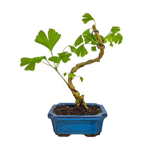 Cute Ginkgo Biloba 31cm