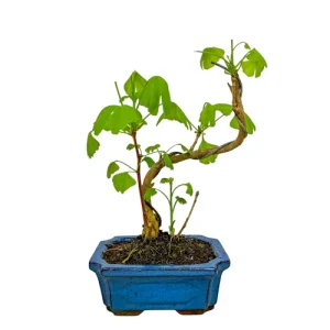 Ginkgo Biloba 29cm