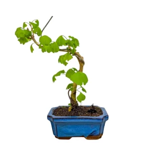 Ginkgo Biloba 29cm