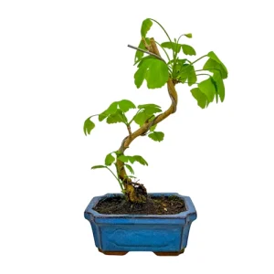 Ginkgo Biloba 29cm