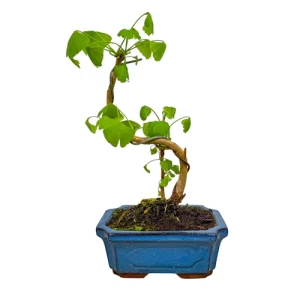 Ginkgo Biloba 31cm