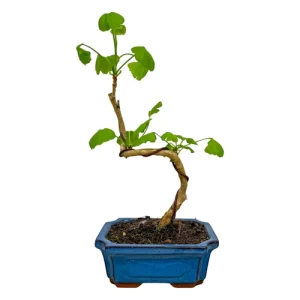Ginkgo Biloba 33cm