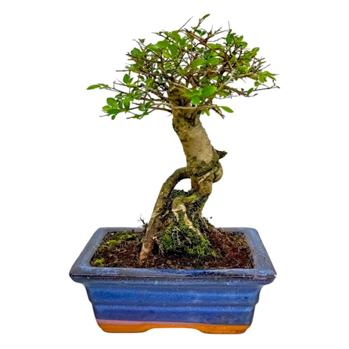 Chinese Elm 25cm