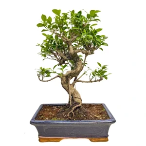 Thriving Ficus 45cm