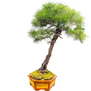 Amazing Japanese Black Pine Bonsai Trees For Sale You Can Own Today