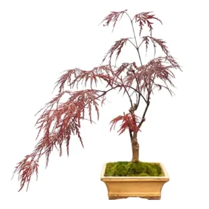 Acer Palmatum Dissectum 34cm