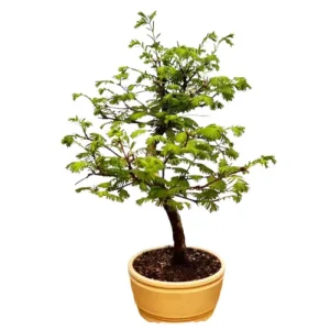 Beautiful Dawn Redwood 43cm